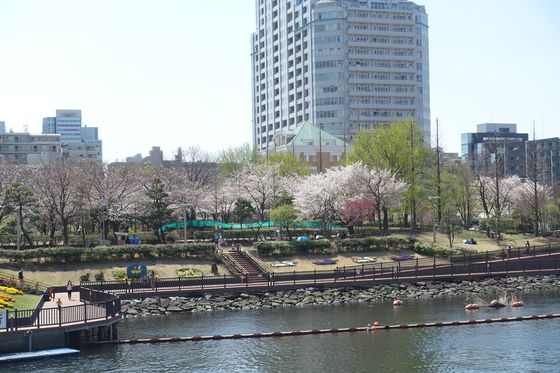 東京モノレール 桜