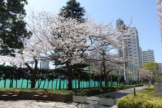 天王洲公園 桜