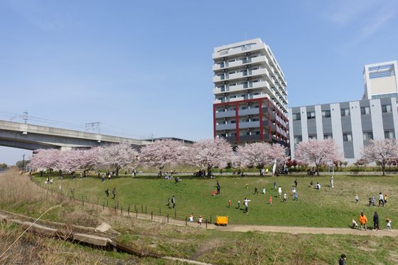 早渕川親水広場 桜