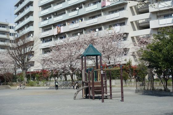 蟹ヶ谷第3公園 桜