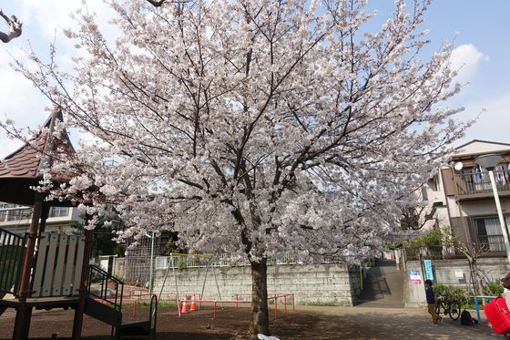 長原 公園 桜