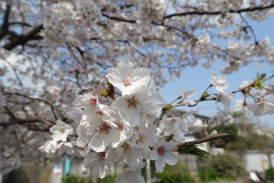 旗の台 公園 桜