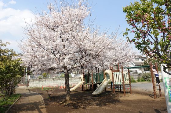北馬込わくわく公園 桜