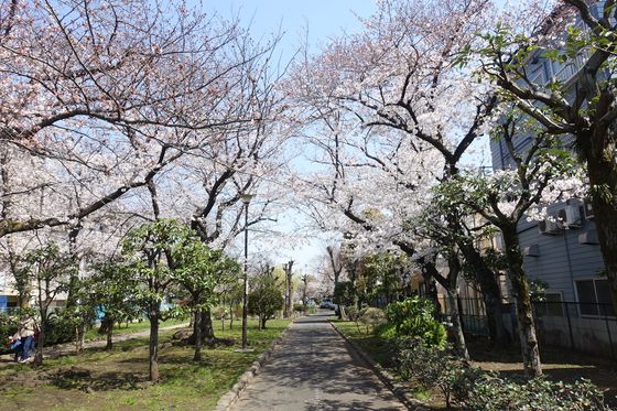 旧呑川緑地 桜
