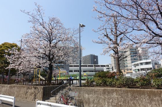 京急蒲田 桜