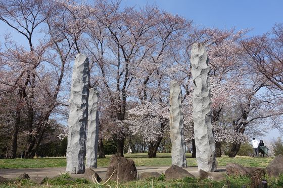 中川八幡山公園 桜