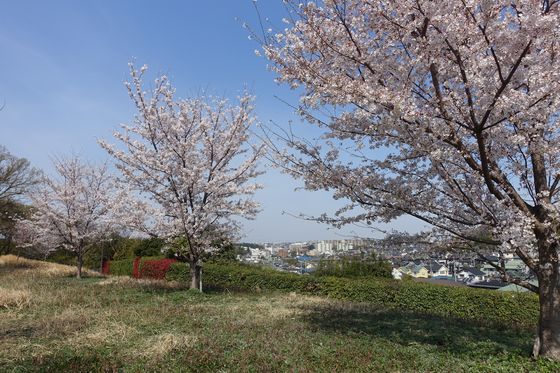 都筑区 公園 桜