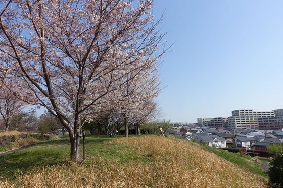 都筑区 八幡山公園 桜