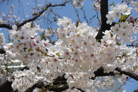 糀谷 公園 桜