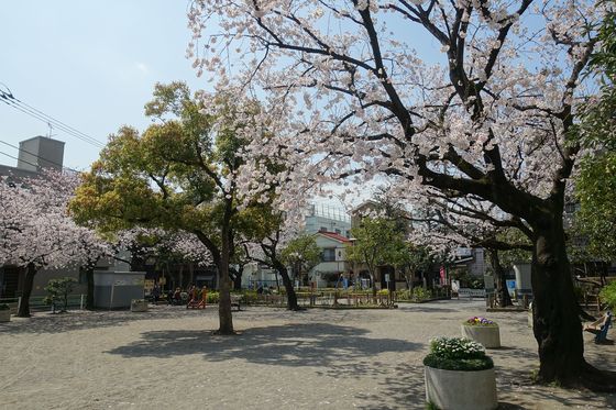 蒲田 公園 桜