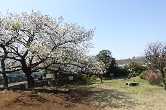 桜梅公園 春