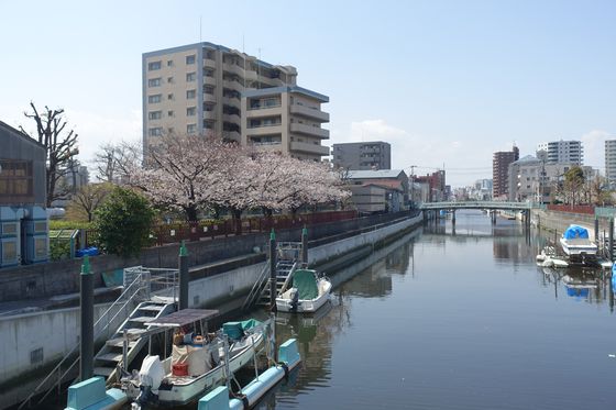 呑川 桜