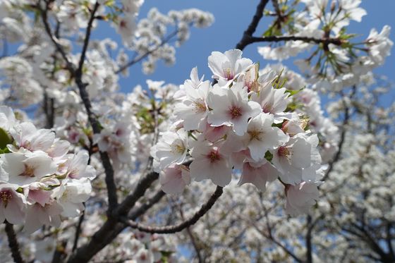 桜梅公園 お花見