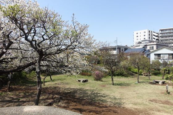 桜梅公園
