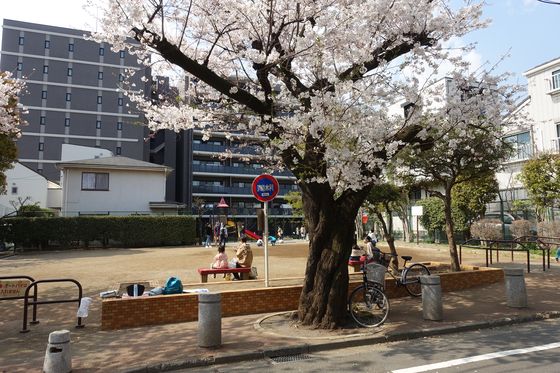 桜並木公園 花見