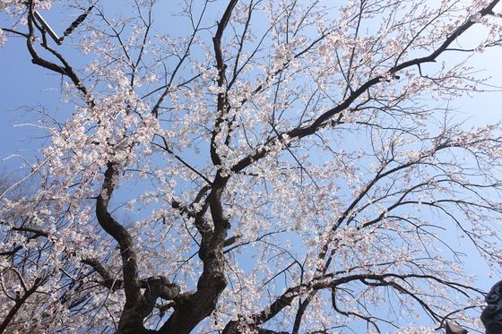 妙見坂 枝垂桜