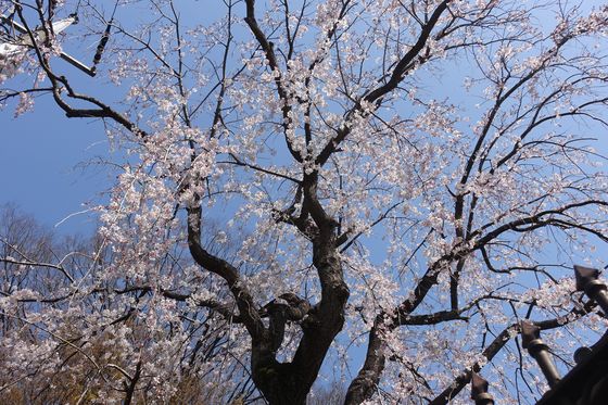 照栄院 枝垂れ桜
