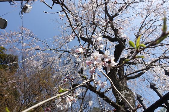 妙見坂 枝垂れ桜