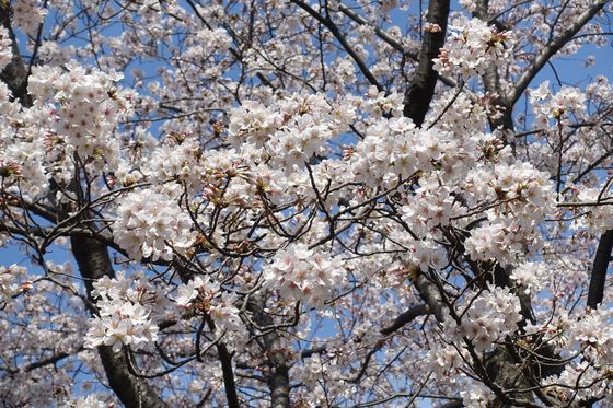都筑中央公園 展望広場 桜