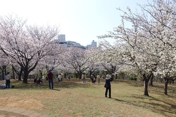 都筑区 桜