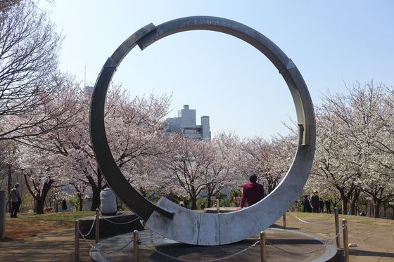 都筑中央公園 桜