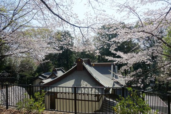 杉山神社 都筑中央公園 桜