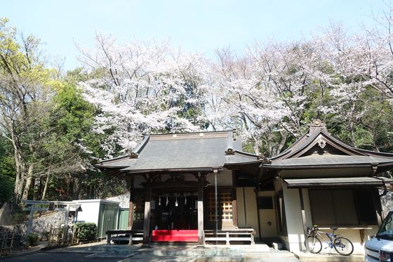 都筑中央公園 杉山神社 桜