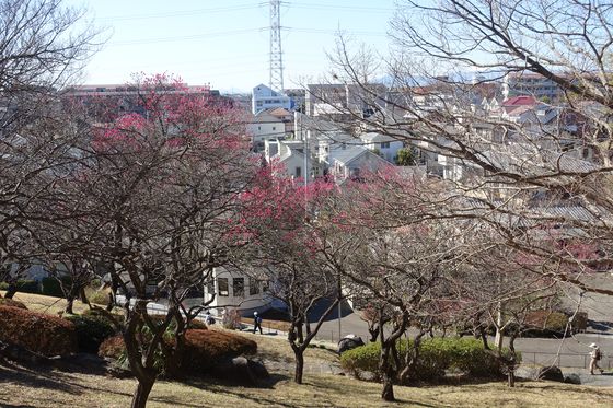 都筑区 梅 折田不動公園