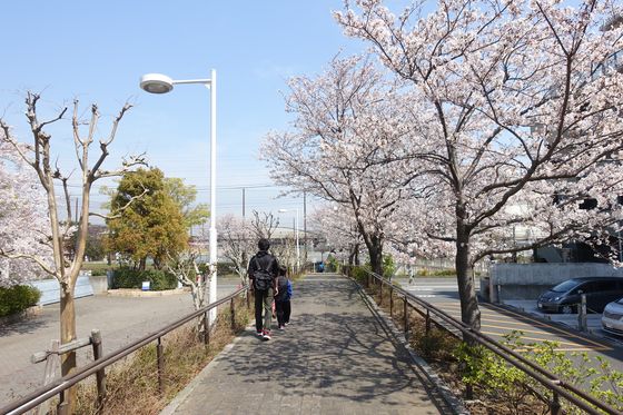 横浜市 桜 穴場