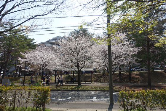 山田富士公園 春