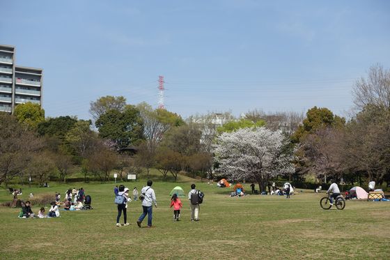 山田富士公園 桜