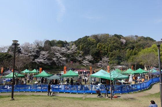 山田富士公園 桜祭り