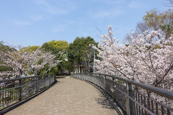 富士塚歩道橋 桜