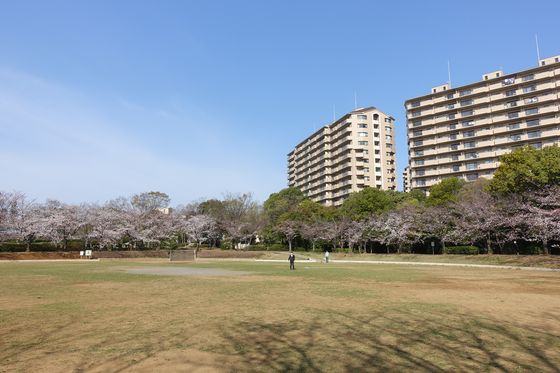 都筑区 山崎公園 桜