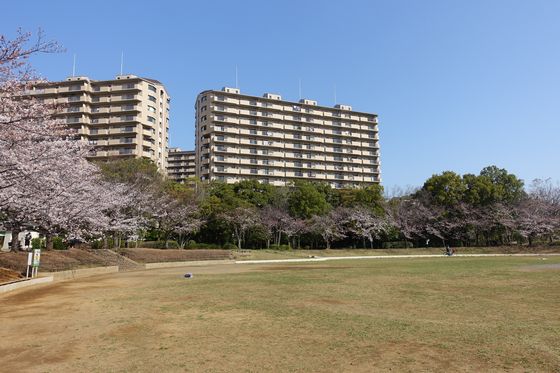 都筑区 公園 桜