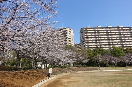山崎公園 都筑区 桜