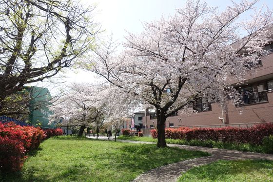 横浜市 桜並木