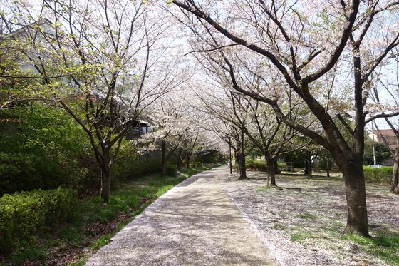 せきれいのみち 桜