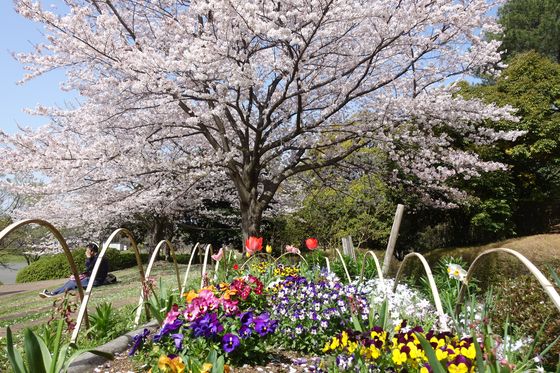 早渕公園 桜