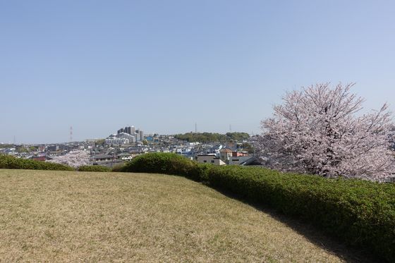 東山田 桜