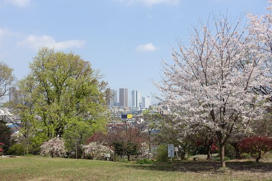日吉公園 桜