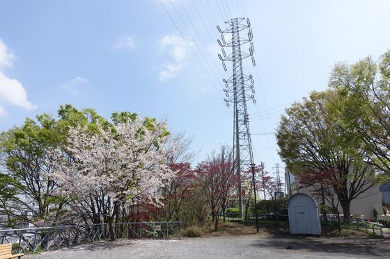日吉公園 高台 桜