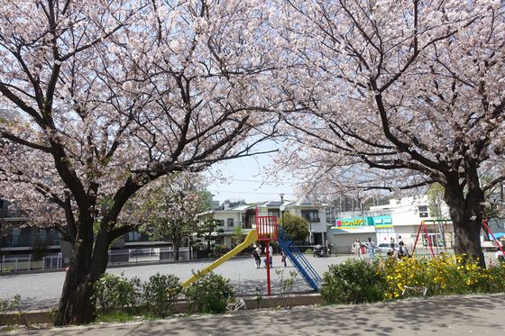 鏡ヶ淵公園 桜
