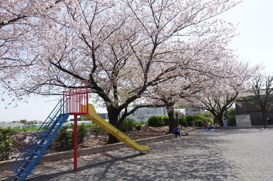 日吉六丁目鏡ヶ淵公園 桜