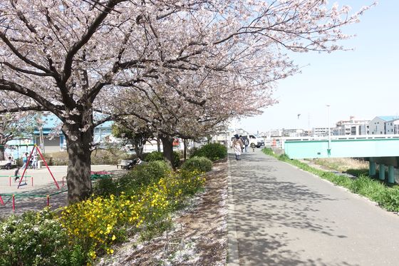矢上川 桜
