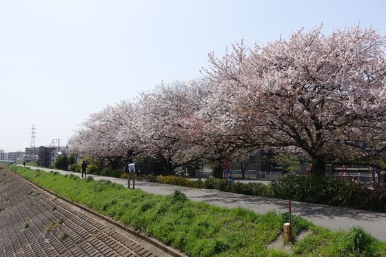 矢上川 桜並木