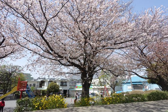 日吉 公園 桜