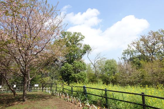 日吉の丘公園 桜