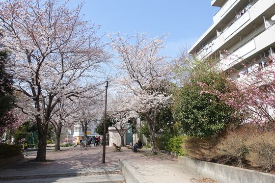 高津区 公園 桜