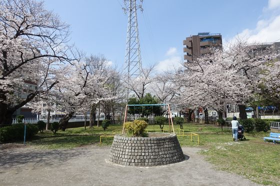 木月住宅公園 桜